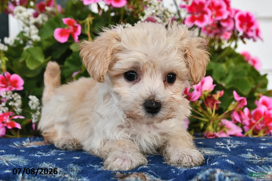 Maltipoo dogs for sale: Snickers - Ad 2