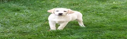 Labrador Retriever dogs for sale: Bubbles - Ad 1