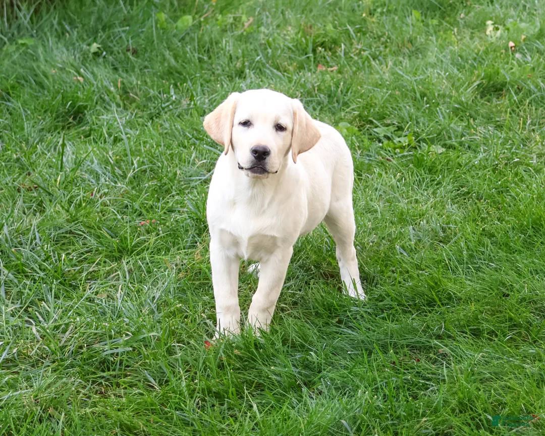 Labrador Retriever dogs for sale: Bubbles - Ad 1