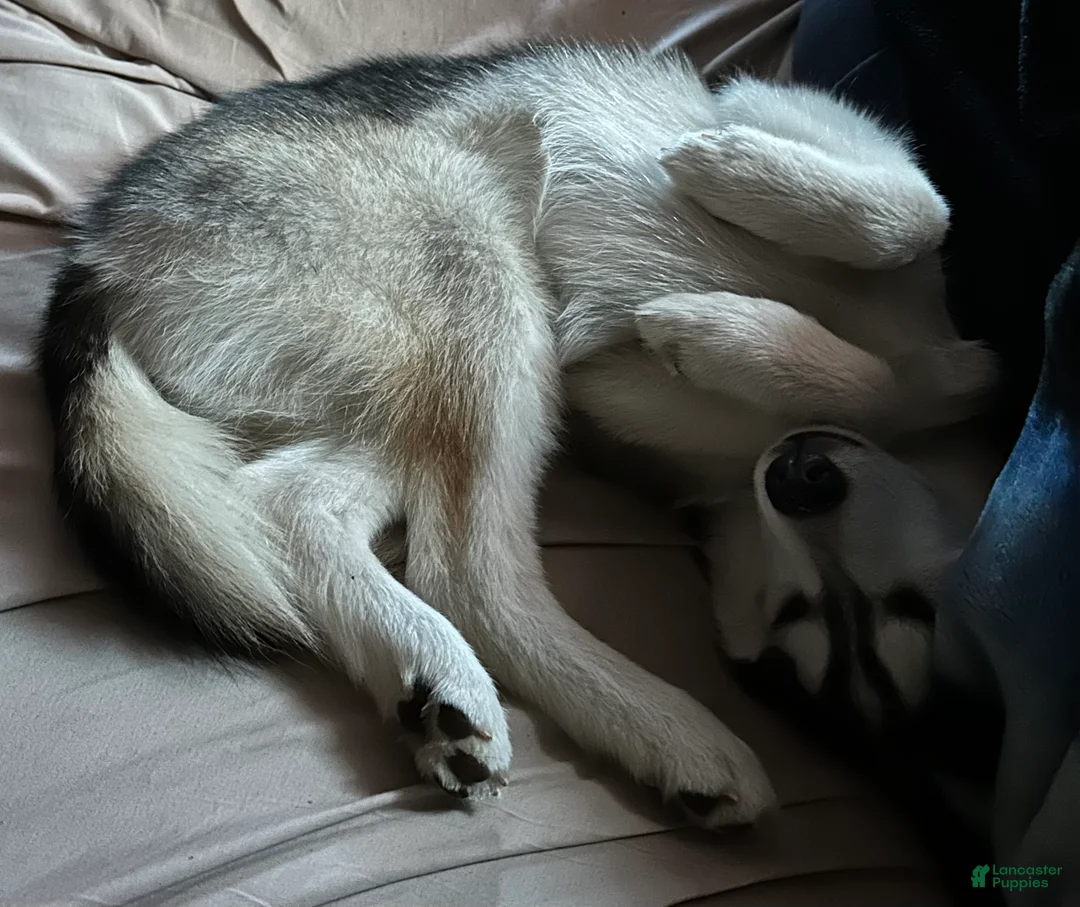 Pomsky dogs for sale: Sev - Ad 7