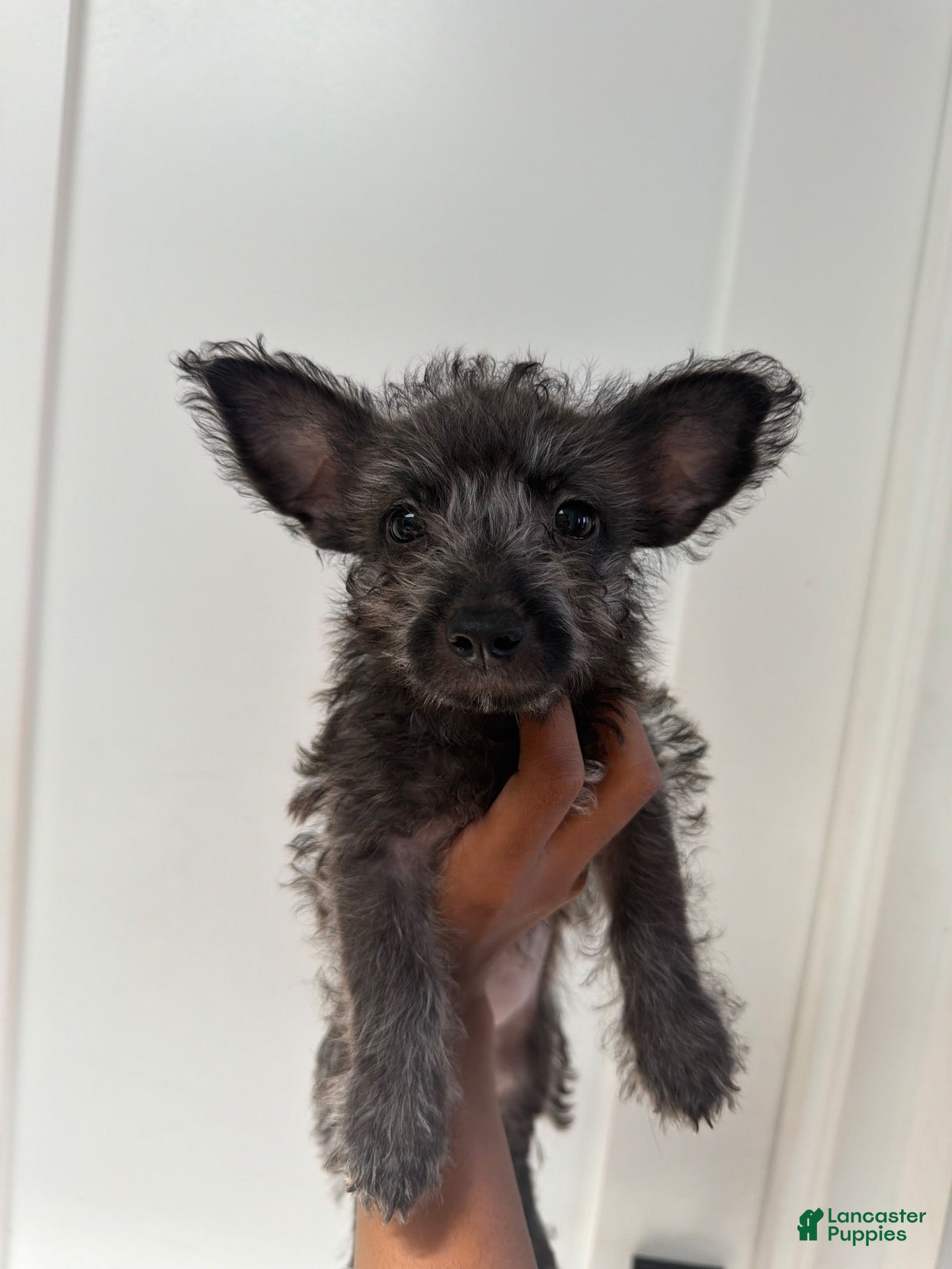 Mixed Breed dogs Mixed Breed 5 - Ad 24
