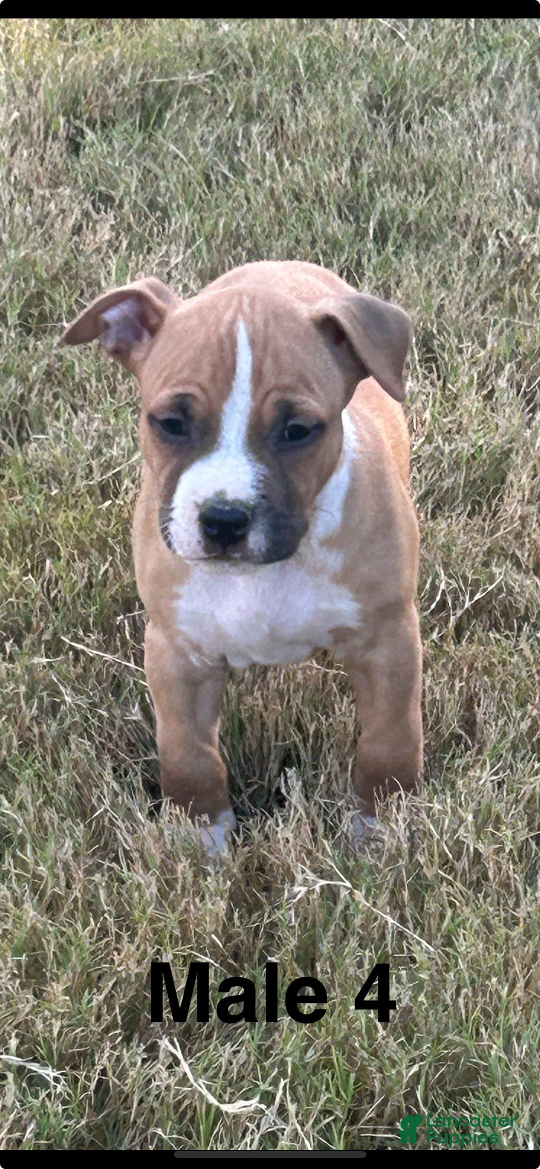 Staffy Puppy Staffador For Sale Labrastaff/Staffador Labrador - Main Image