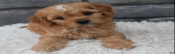 Cavapoo dogs for sale: Riley  - Ad 1