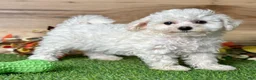Bichon Frise dogs for sale: Bichon Frise 1 - Ad 4