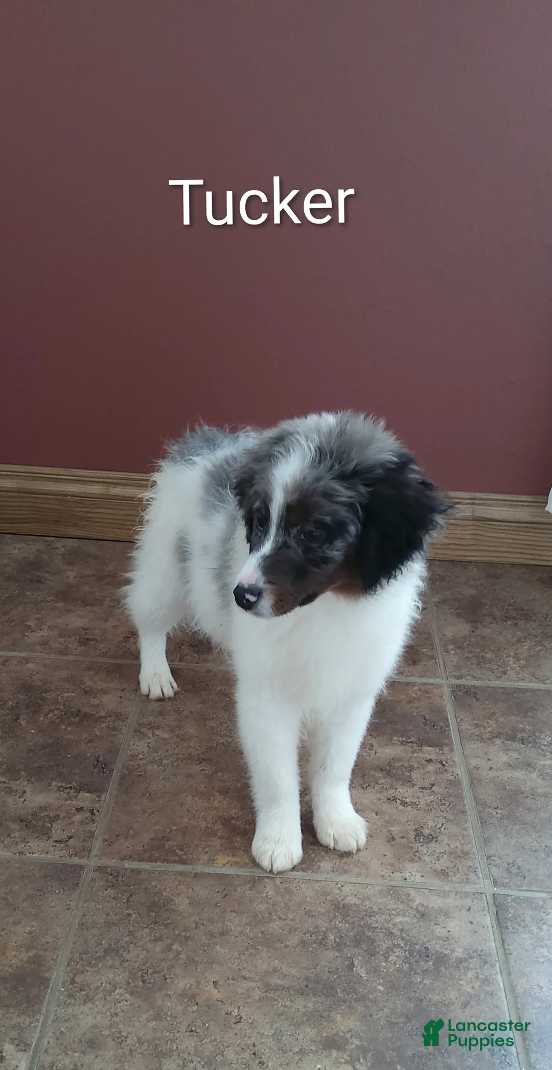 Mini Bernedoodle dogs for sale: Mini Bernedoodle Puppy 1 - Ad 5