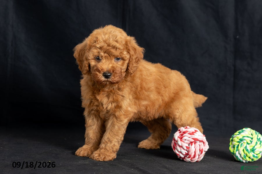 Mini Goldendoodle dogs Dianna - Ad 1