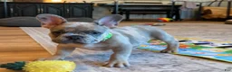 French Bulldog dogs for sale: Sprout  - Ad 4