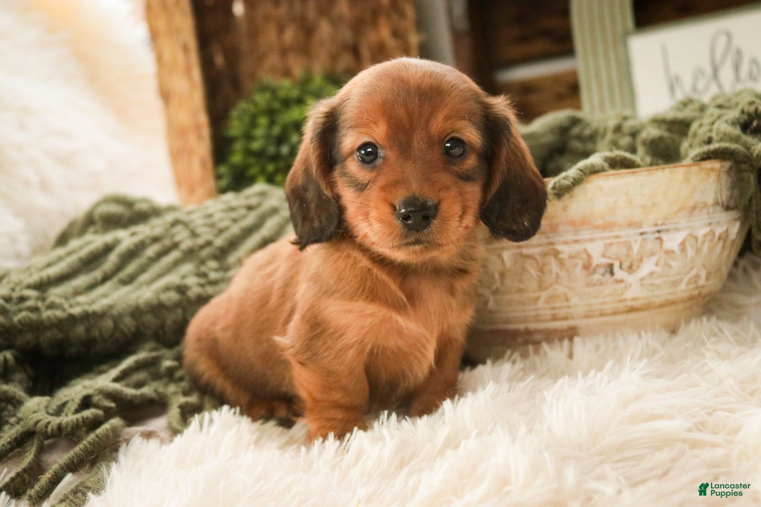 Miniature Dachshund dogs for sale: Tinsel - Ad 1