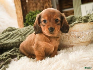 Miniature Dachshund dogs Tinsel - Ad 30