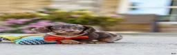 Miniature Dachshund dogs for sale: Benson - Ad 11