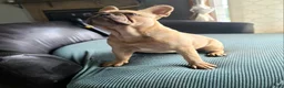 French Bulldog dogs for sale: Coco merle male - Ad 3