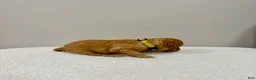 Standard Poodle dogs for sale: Yellow Collar  - Ad 4