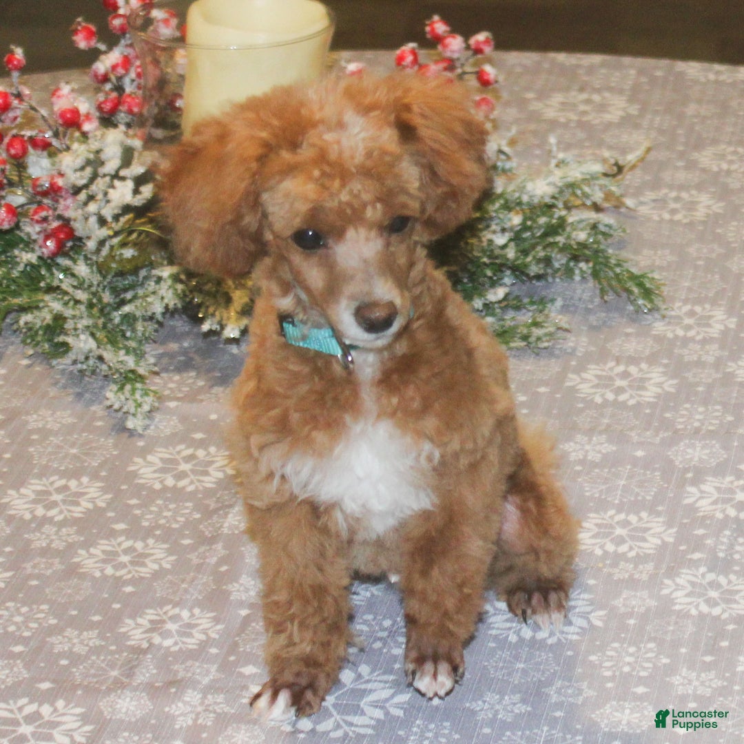 Miniature Poodle dogs for sale: Teddy - Ad 4