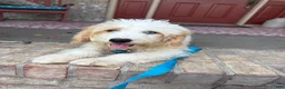 Mini Bernedoodle dogs for sale: Bee - Ad 6