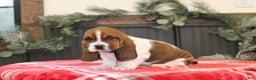 Basset Hound dogs for sale: Coco - Ad 1