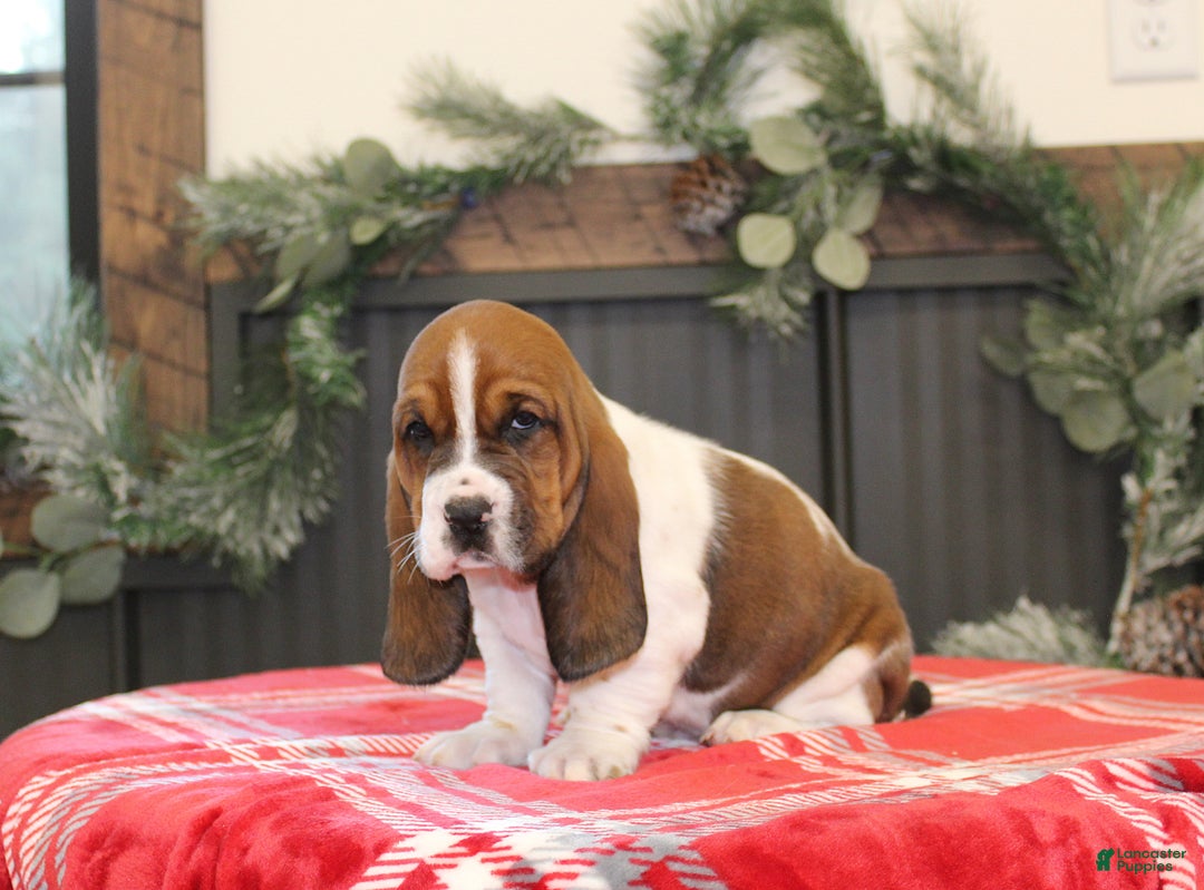 Basset Hound dogs for sale: Coco - Ad 1