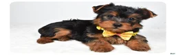 Yorkshire Terrier dogs for sale: Zazu - Ad 2