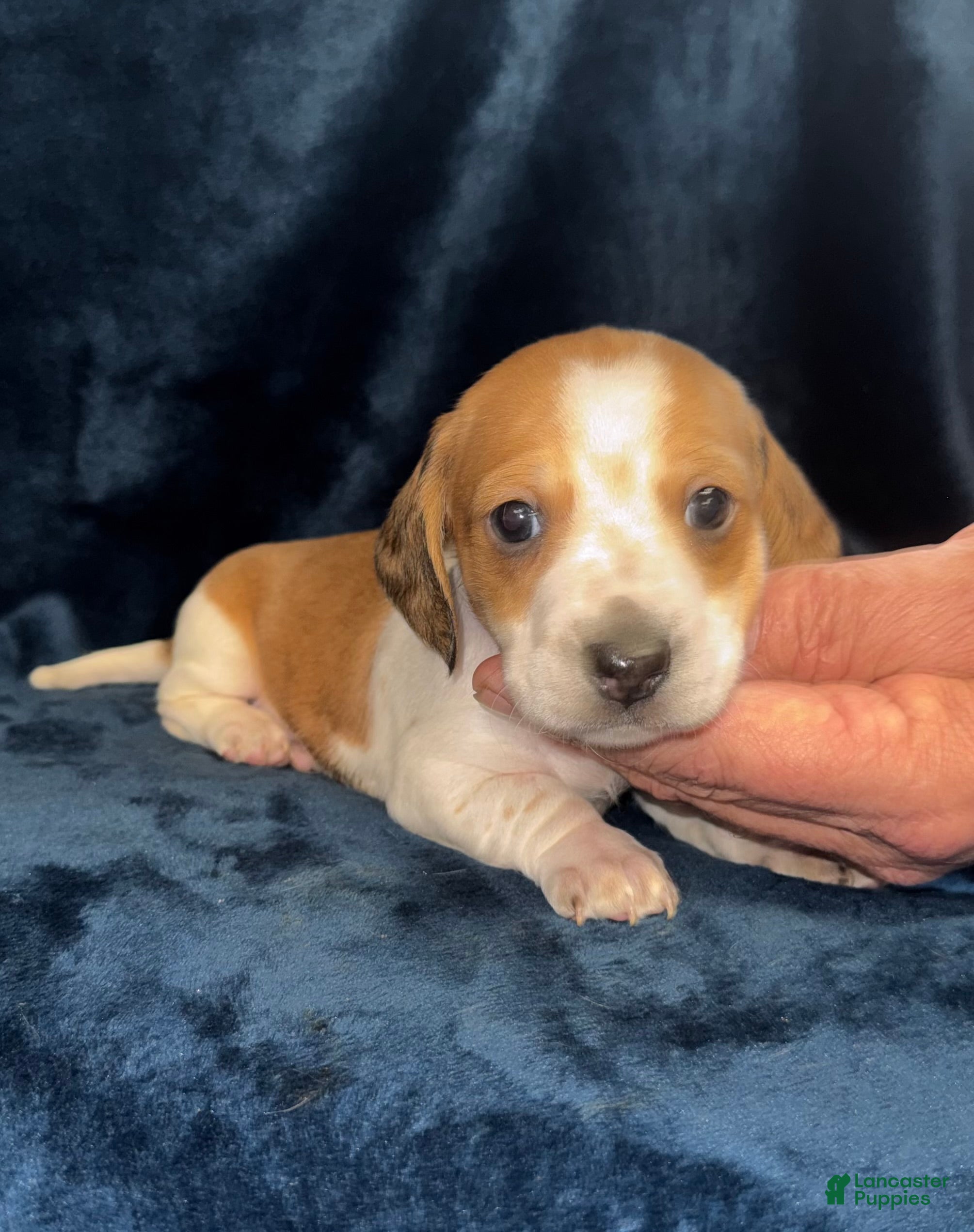 Miniature Dachshund dogs Chase - Ad 3