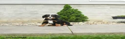 Miniature Bernese Mountain Dog dogs for sale: Jefferson - Ad 1