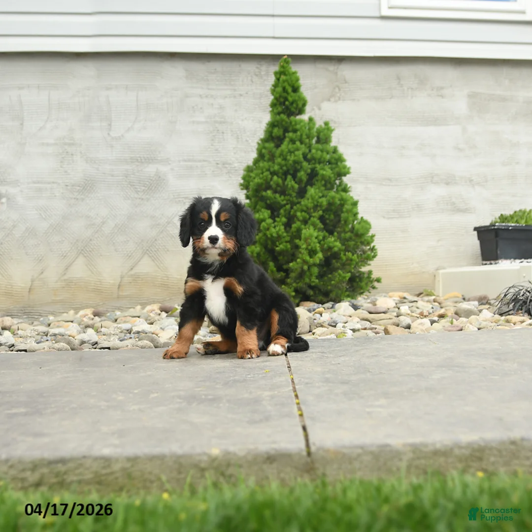 Miniature Bernese Mountain Dog dogs for sale: Jefferson - Ad 1
