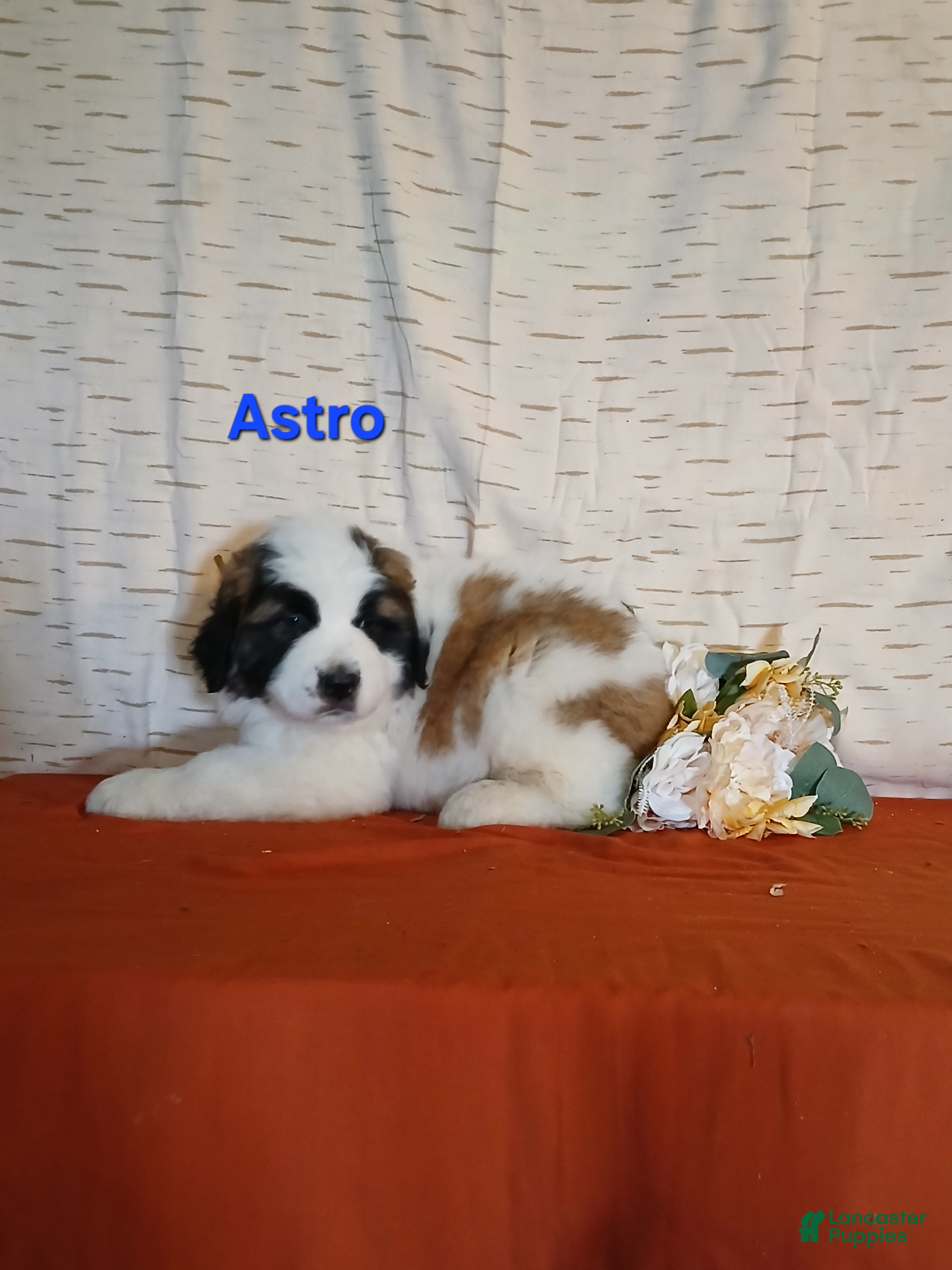 Saint Bernard dogs Astro - Ad 1