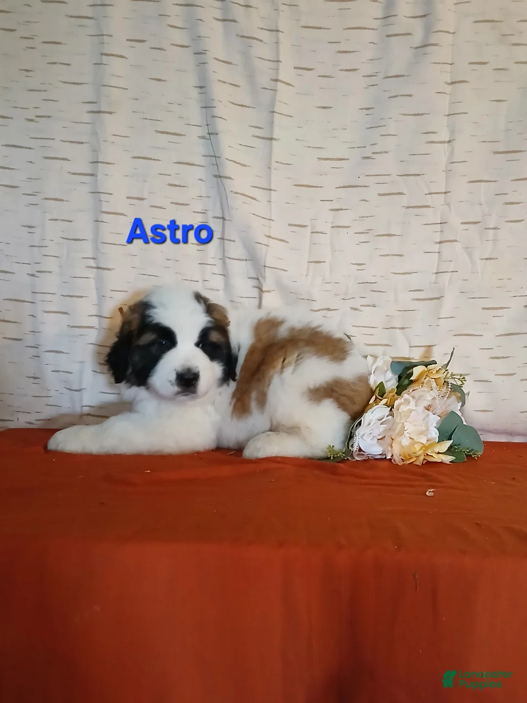 Saint Bernard dogs for sale: Astro - Ad 1