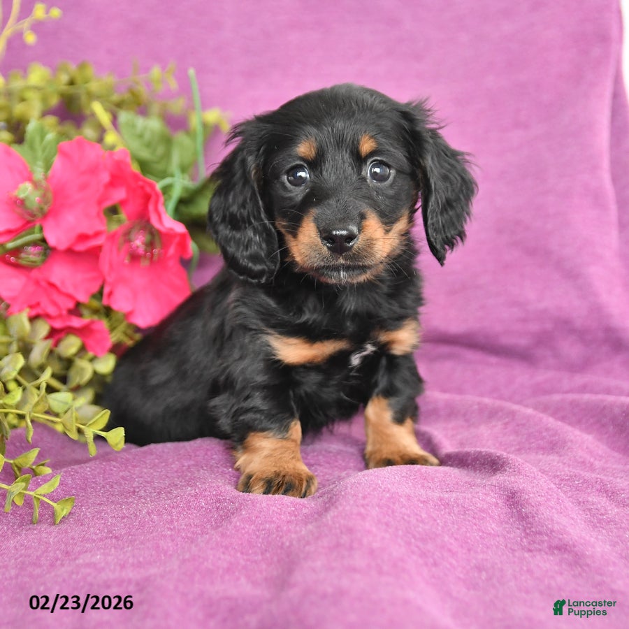 Dachshund dogs Cody - Ad 1