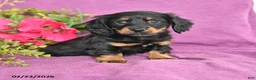 Dachshund dogs for sale: Cody - Ad 1