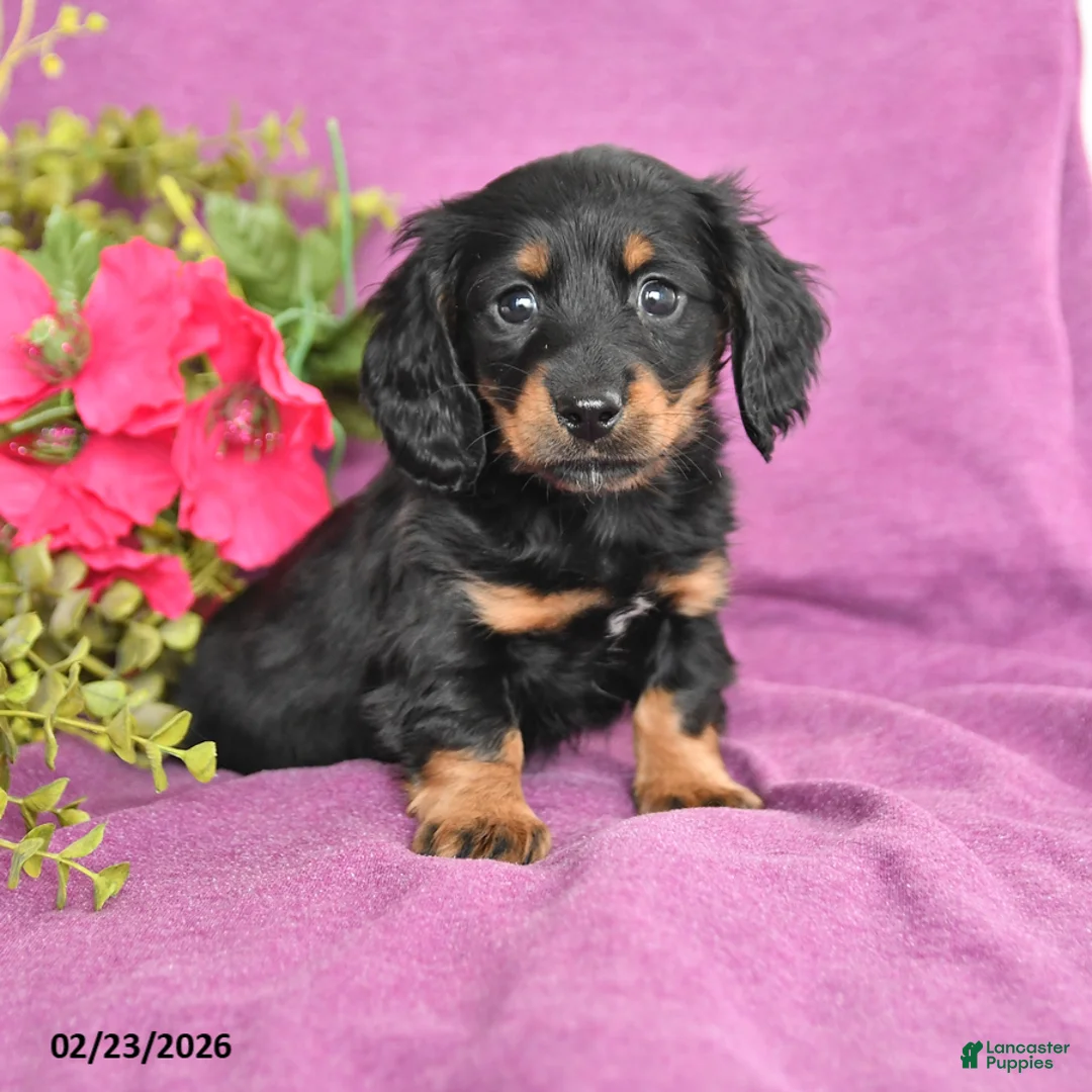 Dachshund dogs for sale: Cody - Ad 1