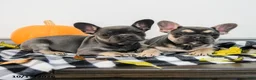 French Bulldog dogs for sale: Archie - Ad 5