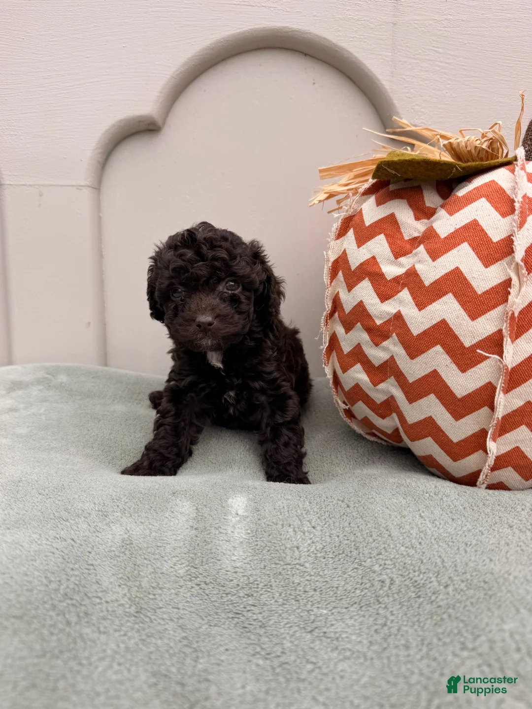 Mini Goldendoodle dogs for sale: Katara - Ad 2