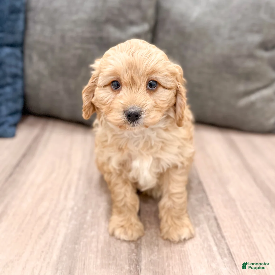 Cavapoo dogs for sale: Charlie - Ad 1