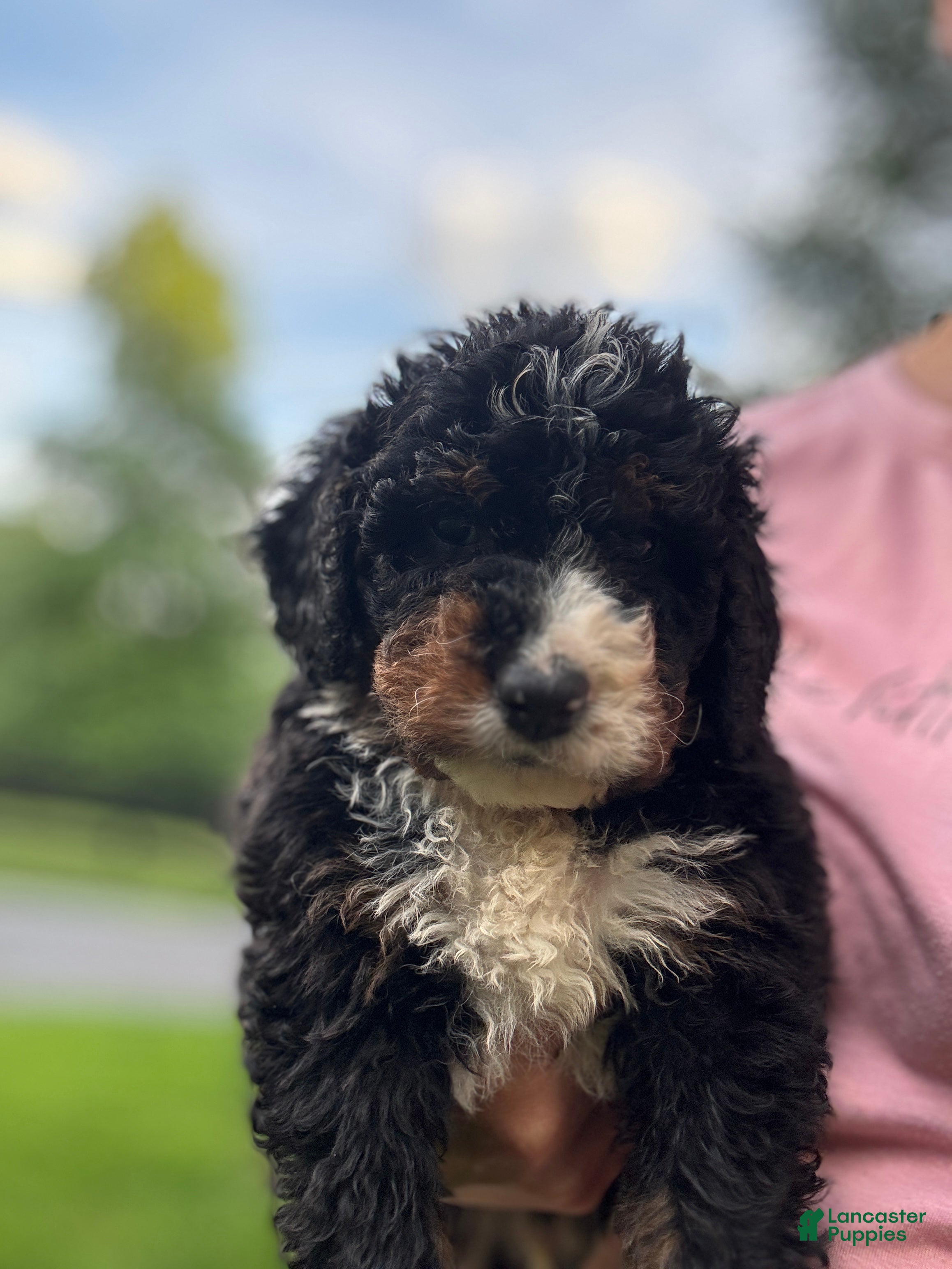 Mini Bernedoodle dogs for sale: Milo - Ad 3