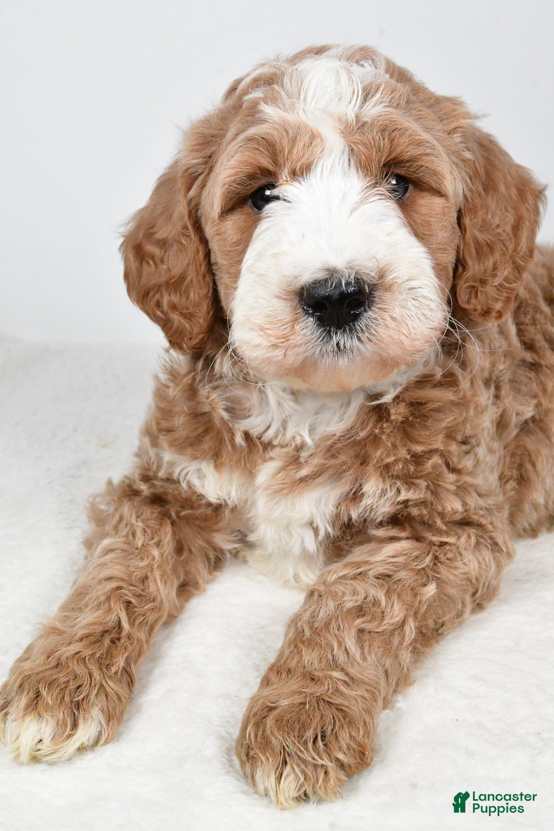 Labradoodle dogs for sale: Nash - Ad 11