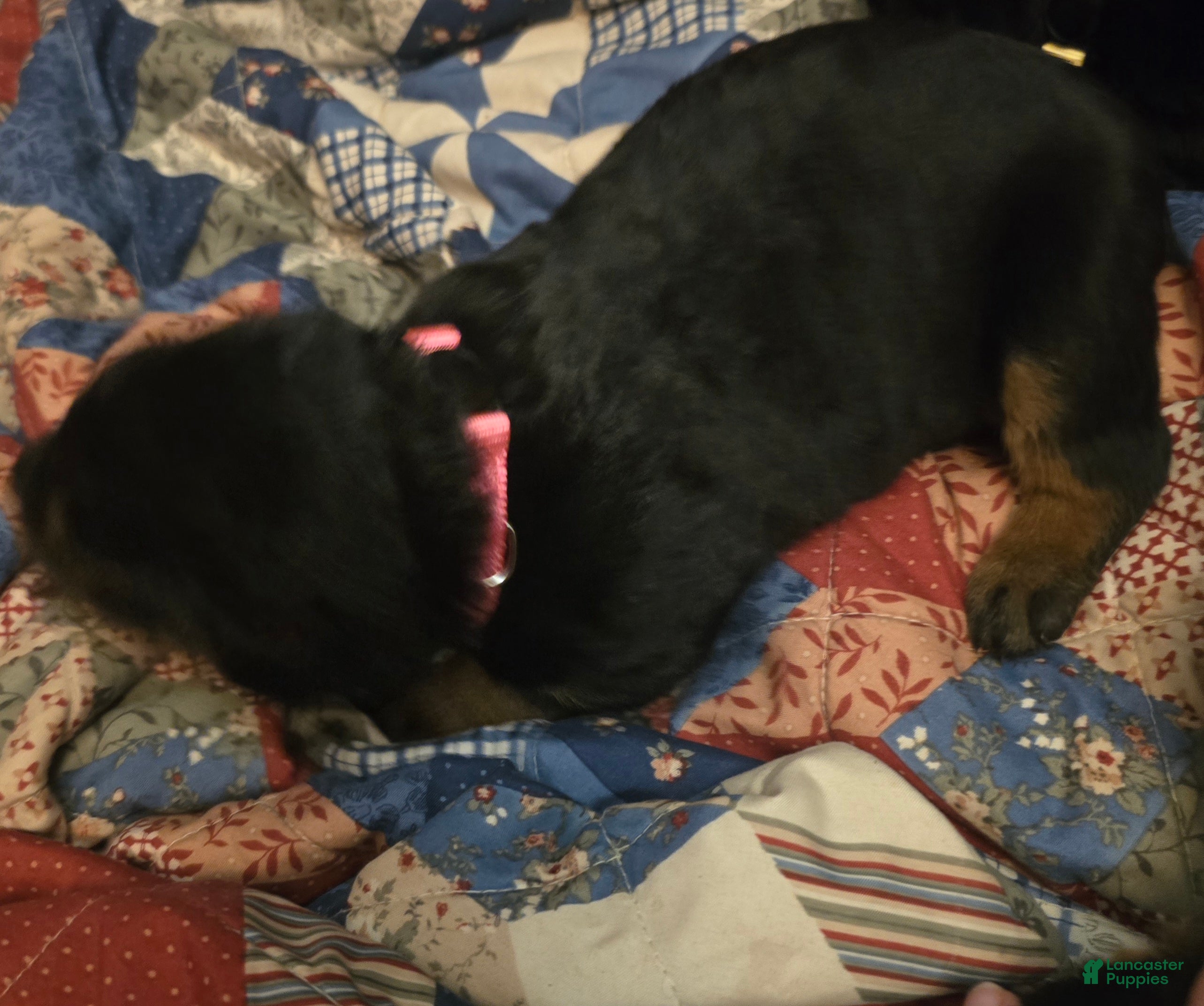 Rottweiler dogs Rottweiler pink collar Puppy 3 - Ad 24