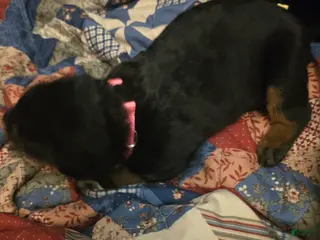 Rottweiler dogs Rottweiler pink collar Puppy 3 - Ad 24