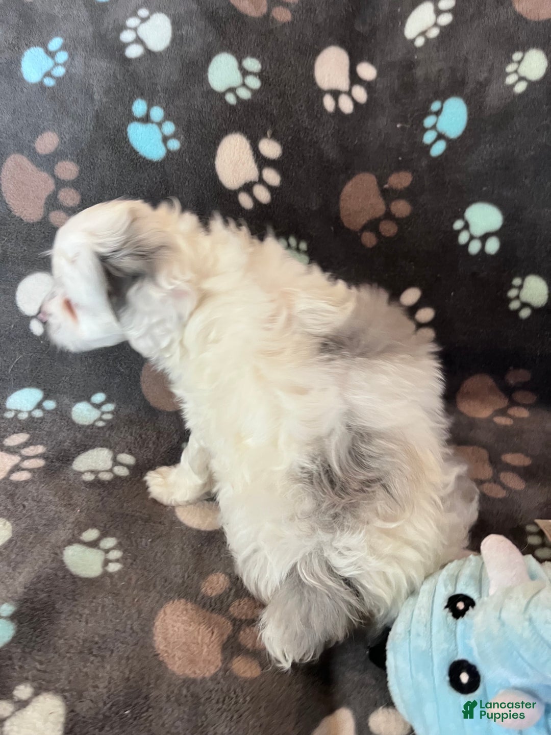 Cockapoo dogs for sale: Cockapoo Puppy 2 - Ad 6