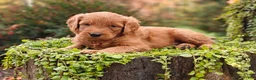 Goldendoodle dogs for sale: Latte - Ad 10