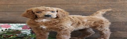 Standard Poodle dogs for sale: Aiden - Ad 2