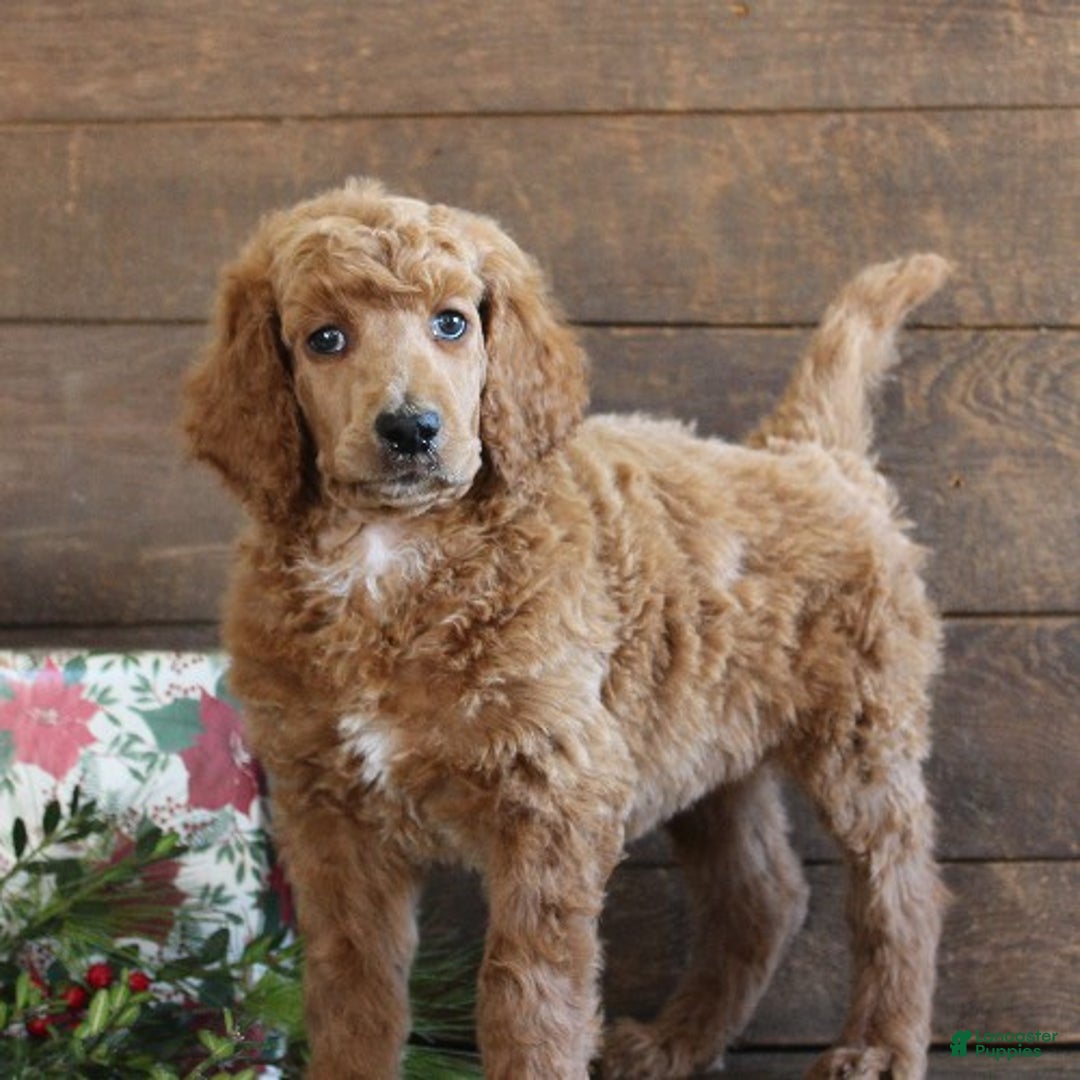 Standard Poodle dogs for sale: Aiden - Ad 2