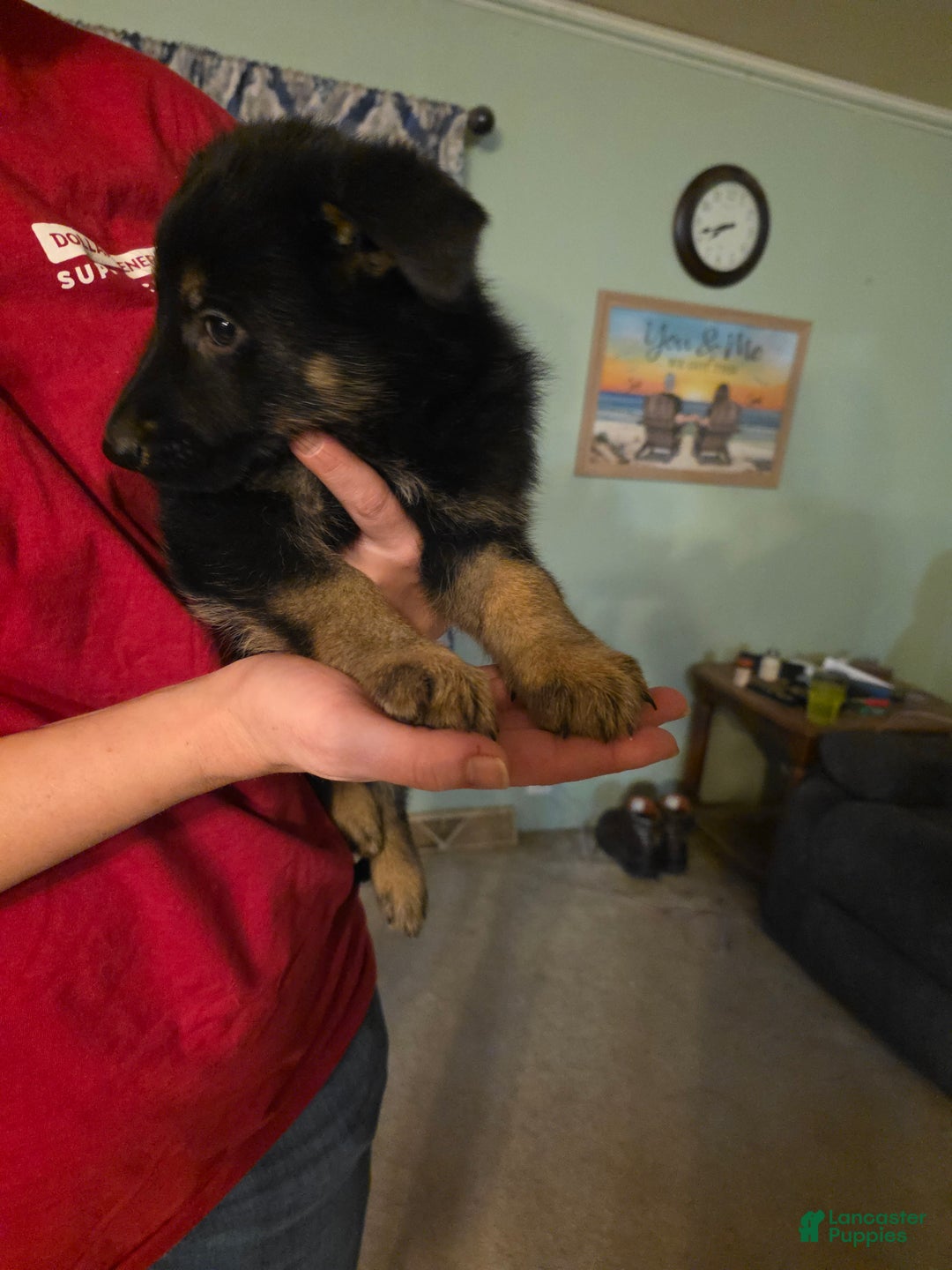 German Shepherd dogs for sale: German Shepherd Puppy 2 - Ad 5