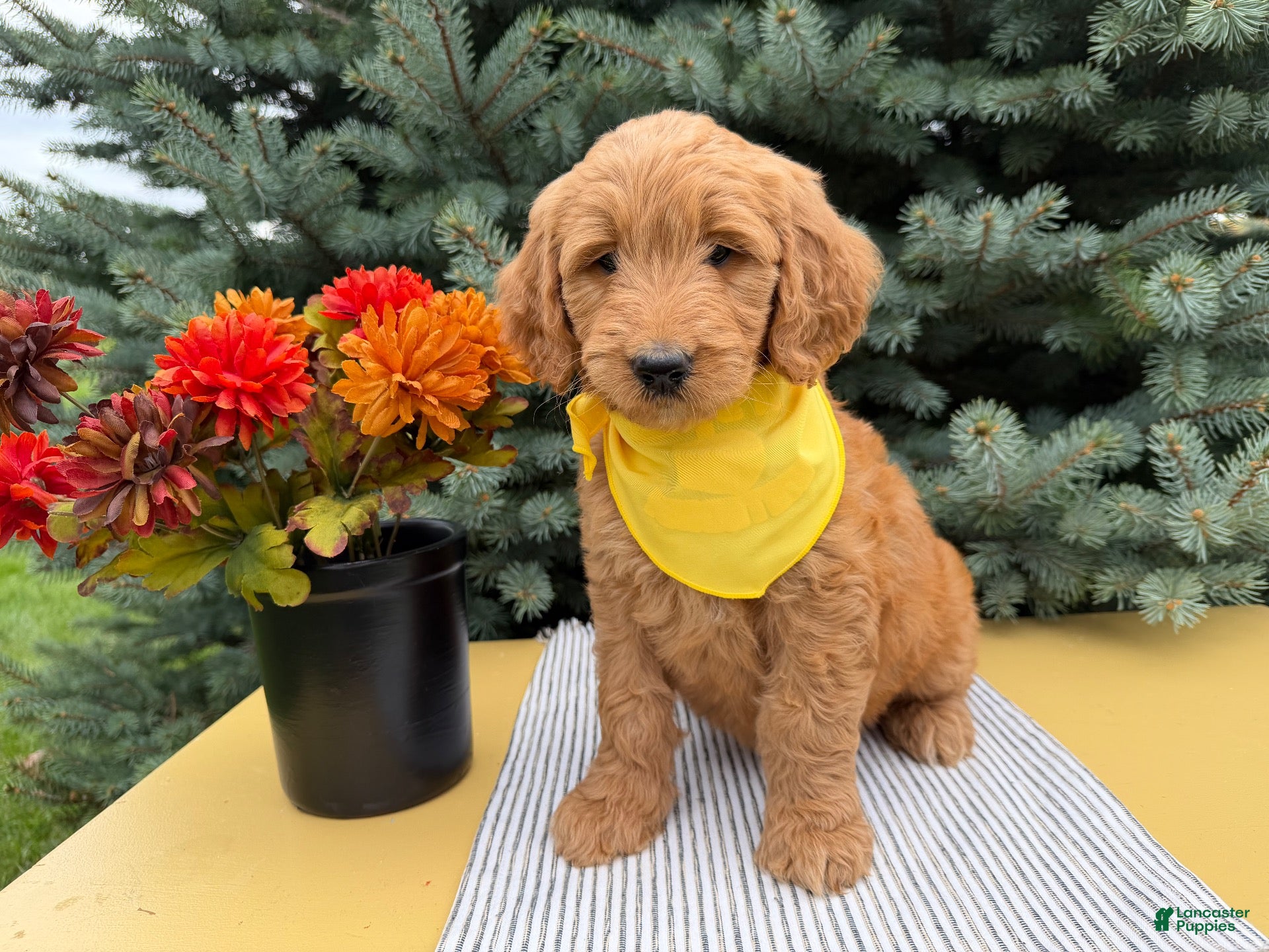 Goldendoodle dogs JENNY  - Ad 2