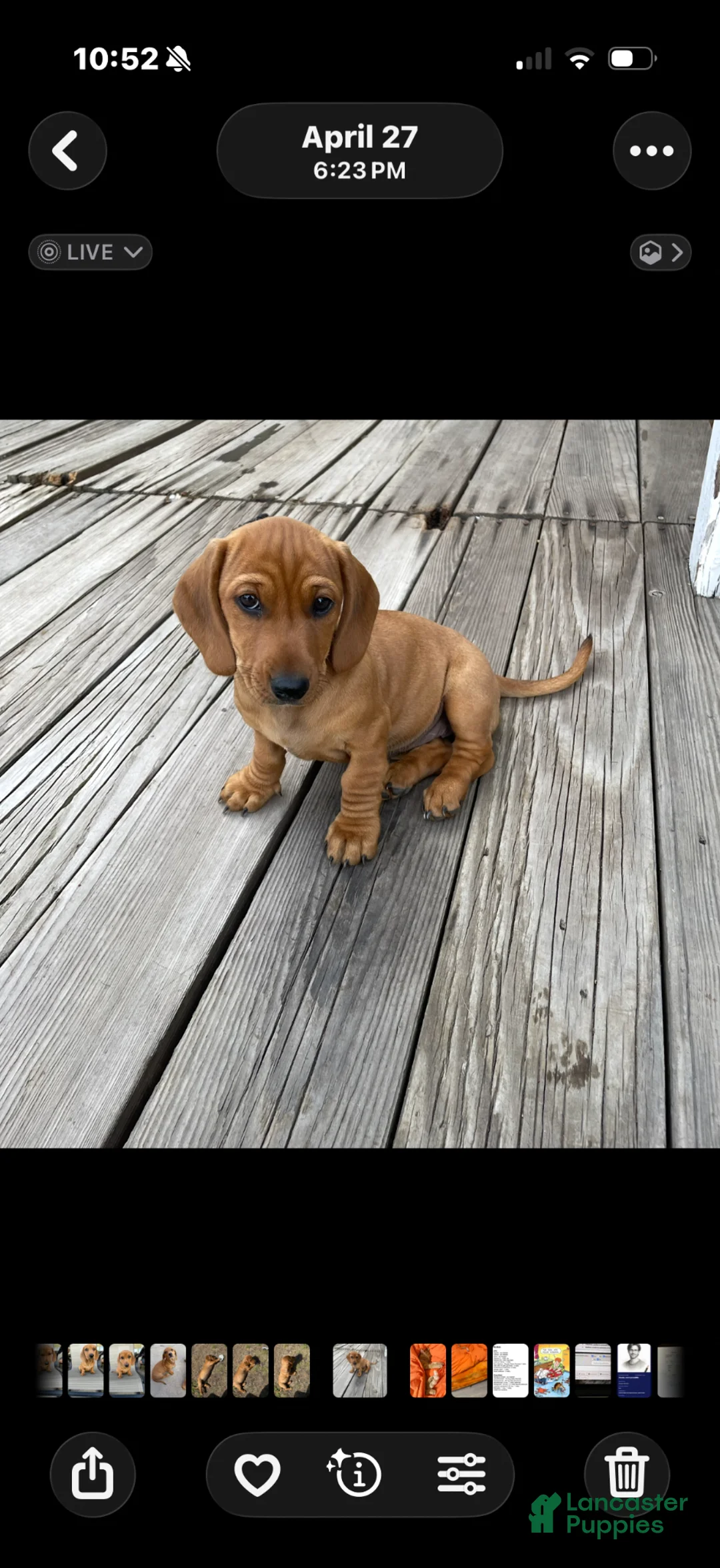 Dachshund dogs for sale: Dachshund Puppy 1 - Ad 1