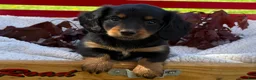 Miniature Dachshund dogs for sale: Birdie - Ad 4
