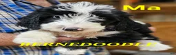 Bernedoodle dogs for sale: Bernedoodle  - Ad 15