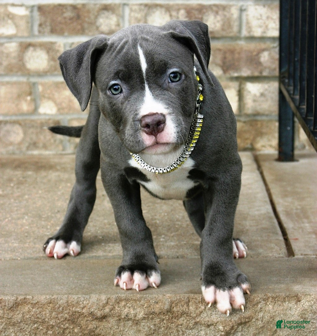 Blue nose American Pit Bull Terrier Puppies for sale Lancaster