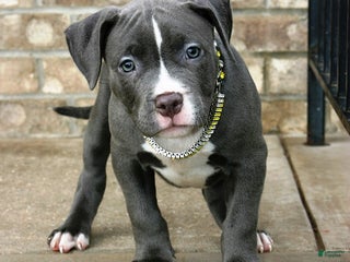 Mixed Breed dogs - Ad 32