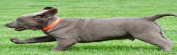 Labrador Retriever dogs for sale: Skittles - Ad 4