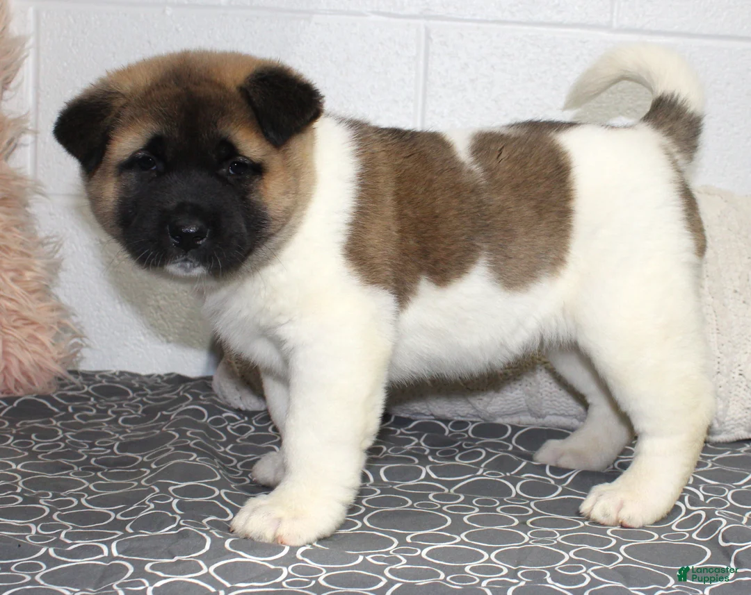 Akita dogs for sale: Ranger - Ad 11