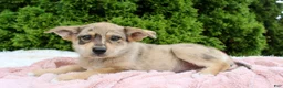 Mixed Breed dogs for sale: Lottie - Ad 4